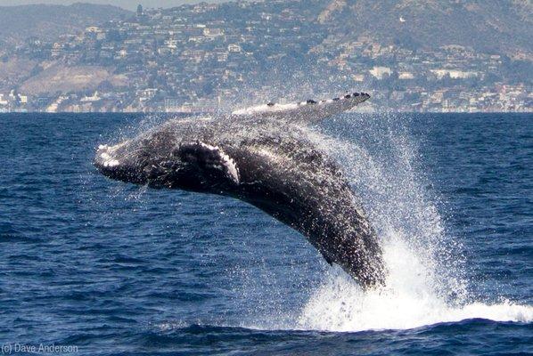 Capt Dave's Dana Point Dolphin & Whale Watching Safari