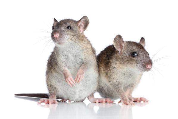 Mice Pest Control Exterminator