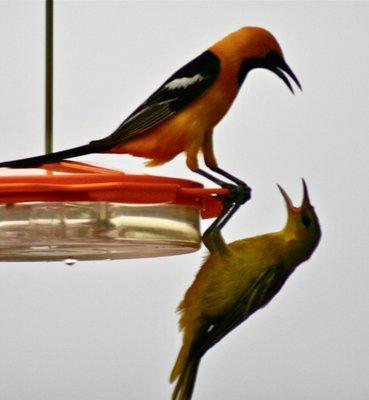 Baltimore Orioles..great photo by my wife !