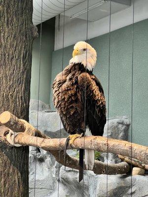 Bald eagle