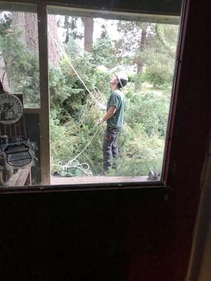 Excellent tree service