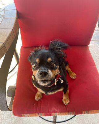 Roxie having morning coffee with daddy