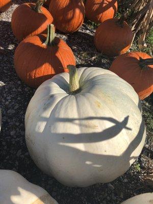 Mums, hay bales, pumpkins of all sizes and cornstalks!