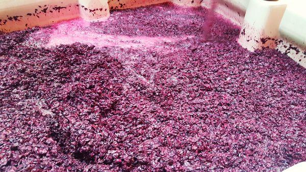 Russian Ridge Winery
 Wine Making