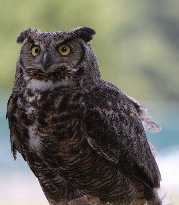 Sophie, a Great Horned Owl, was injured as a young bird and cannot be returned to the wild. Now, she does educational programs at Tanglewood