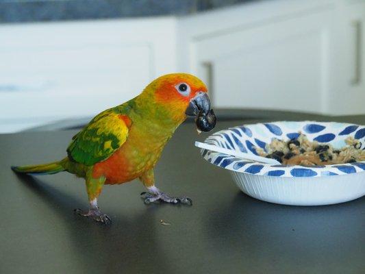 Mango ... what else would you name a Sun Conure?!?!  ;-)