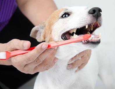 Mobile dog dental care.