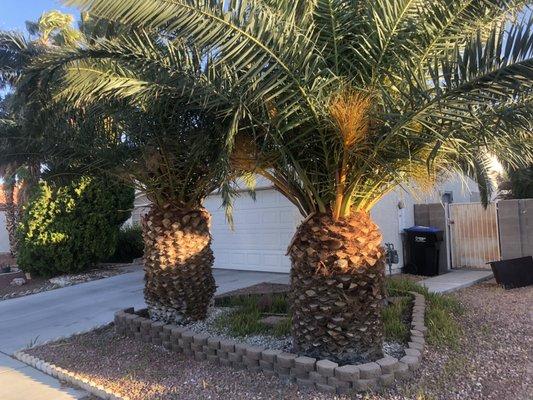 Palm trees trimmed