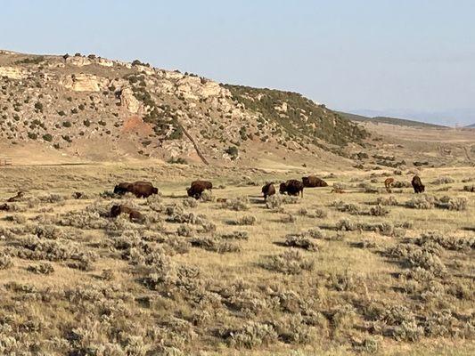 Bison herd relaxing before the day/heat starts