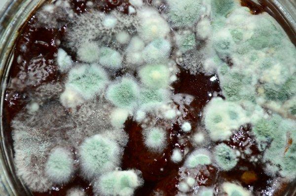 Mold Inspections and Air Quality