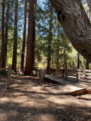 Boardwalk at redwood grove