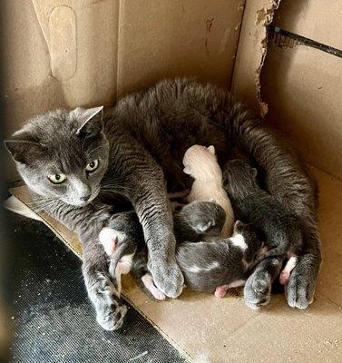 Feral mom and kittens