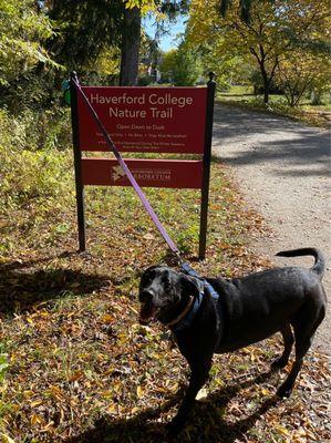 Otis on the nature trail.