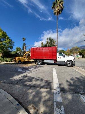 Pine tree removal la Canada California