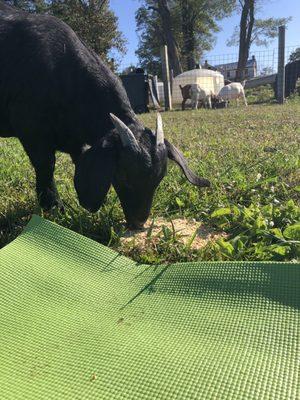 Happy Goat.