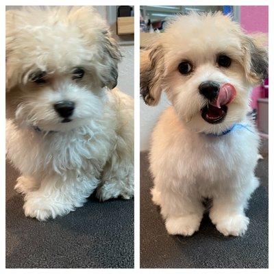 His 1st haircut :)