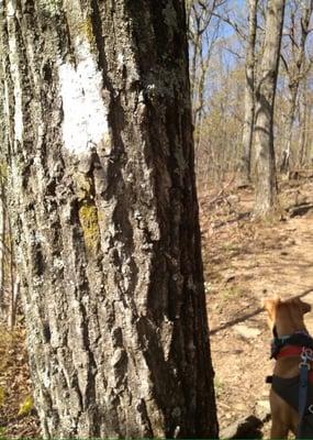 Rella On the Appalachian Trail on her first birthday (9 months after adoption)