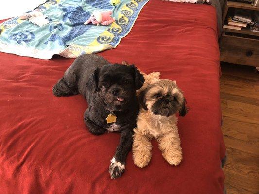 2 Shih Tzus