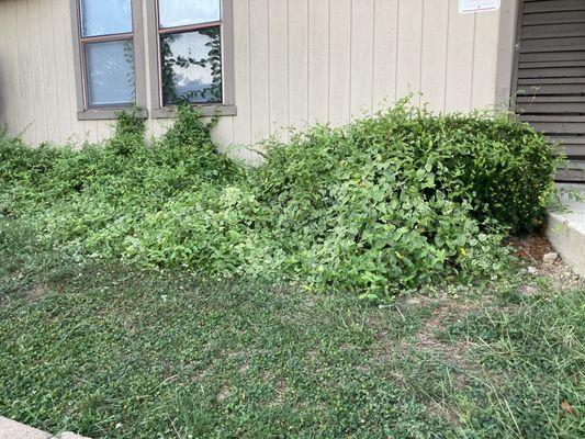 Weeds growing into windows