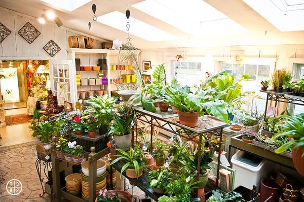 Great selection of house plants, orchids and dish gardens