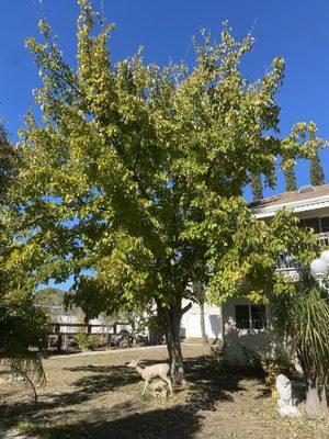 Pakistani Mulberry Tree