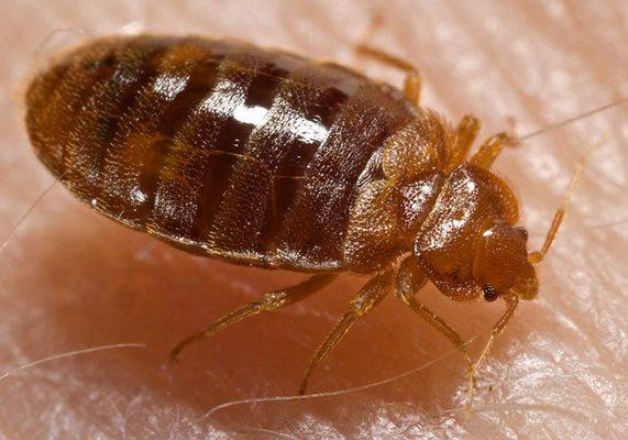 Bed bug Bloomington, Indiana Yes Pest Pros