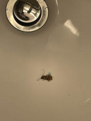 Dead roach in sink