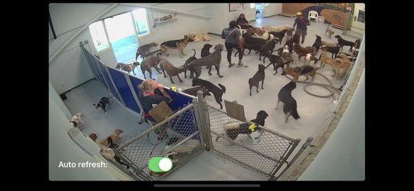 Approx. 20 dogs in one room. In my opinion this is too many and not getting the personal attention I might have hoped.