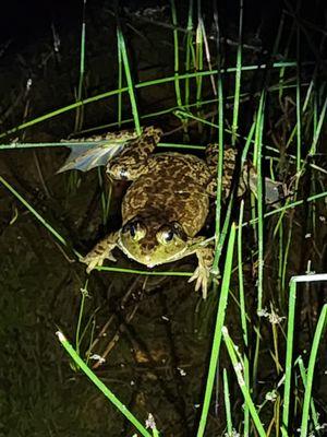 So many frogs!