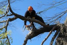 Tree Service, Stump Grinding, Stump Removal, Tree Trimming, Tree Cutting