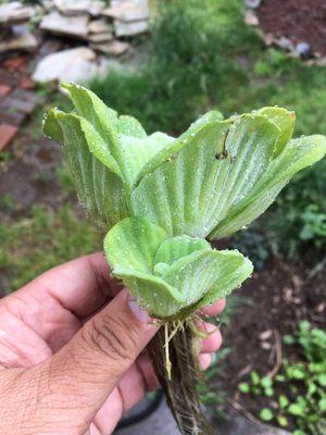 Water lettuce had an extra baby plant.