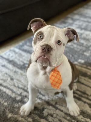 His bow tie after his grooming.