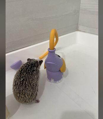 Hedgehog