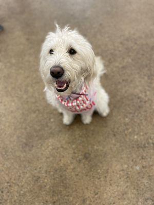 Maui, the golden labradoodle, celebrating her 2nd birthday with friends!