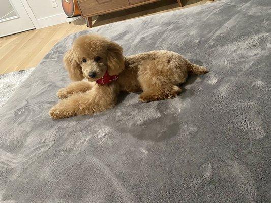 Miniature poodle, teddy bear hair cut