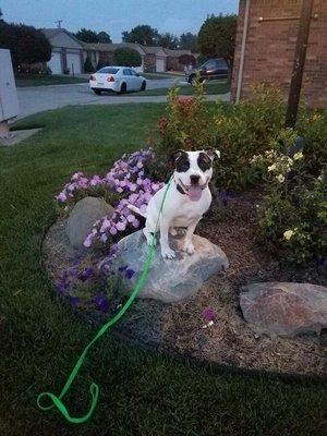 Anything can be used as a "place", here is Ashton on some landscaping rocks!