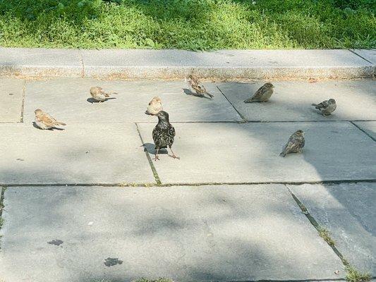 Finches surround me