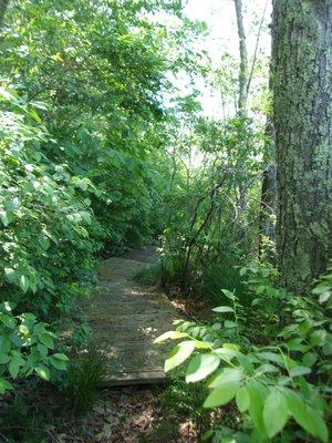 Boardwalk to the viewing platform