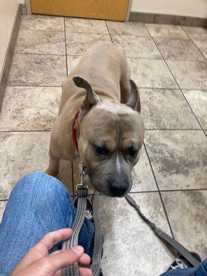 At the vet