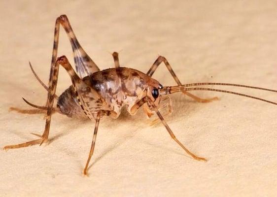 This camel cricket doesn't reside in the Sahara, but under homes and damp basements.