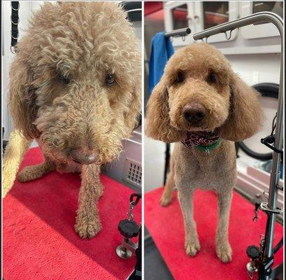 Cooper loves his Groomer, Angie!