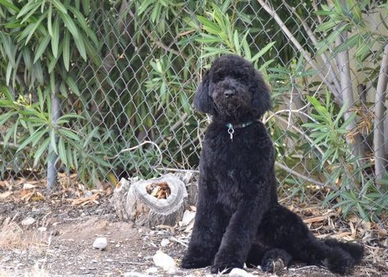 Our 5 month old Labradoodle