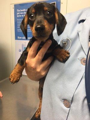 We love watch our patients grow! This is Roadie Rebel, a 12 week old Miniature Dachshund.