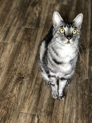 Mokie always waits so patiently while his food is being prepped.