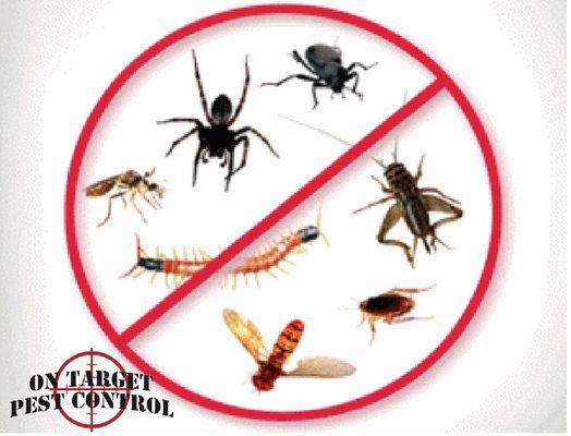 General Pest Control is affordable & effective!