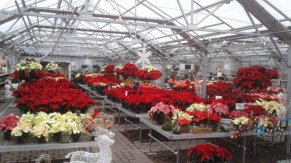 Holiday Poinsettia