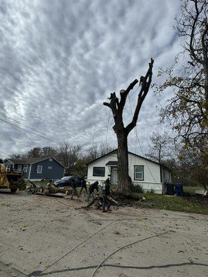 1 cottonwood  Tree Removal  McKinney TX