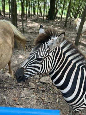 Zebra visit during hay ride