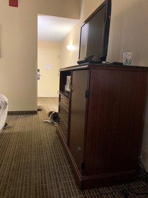 Dog friendly rooms