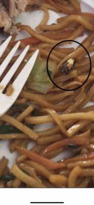 Cockroach inside my food